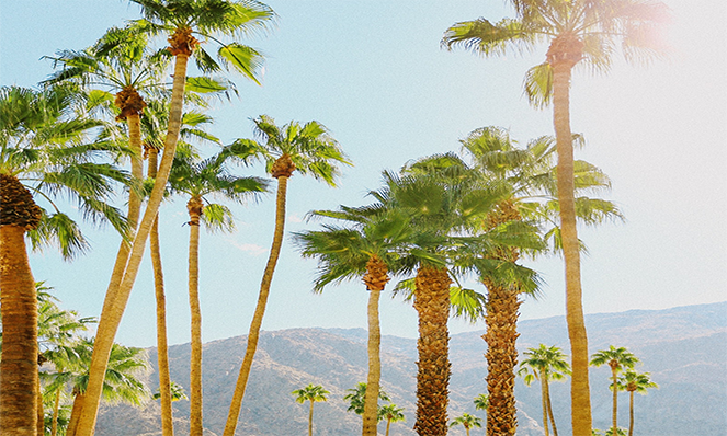 Coachella 2022 palm trees, photo by Taylor Simpson