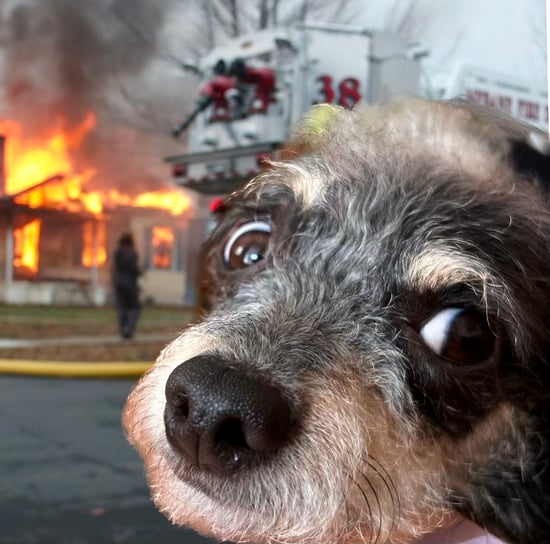 dog with house on fire